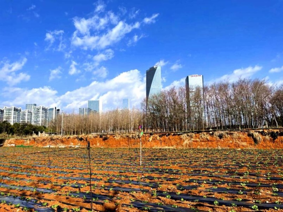 呈貢應克制賣地欲望